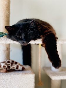 Árbol rascador para gatos