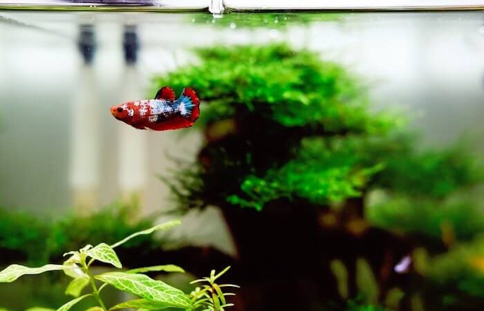 ¿Qué acuario comprar?